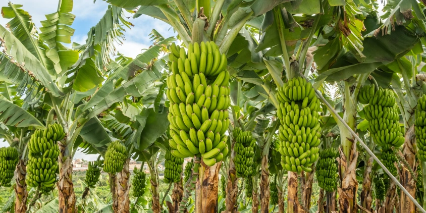 A bananicultura será destaque na ExpoCariri 2025