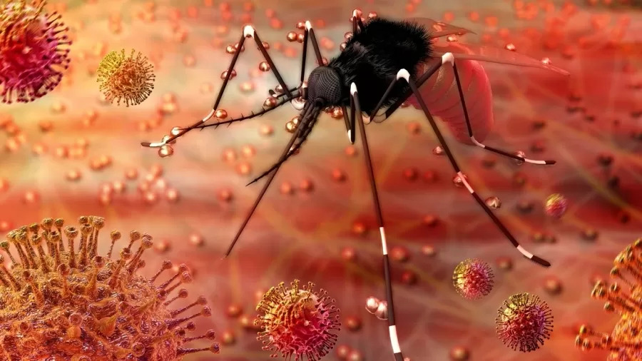 Notificações de zika vírus aumentam 20% em todo o Brasil