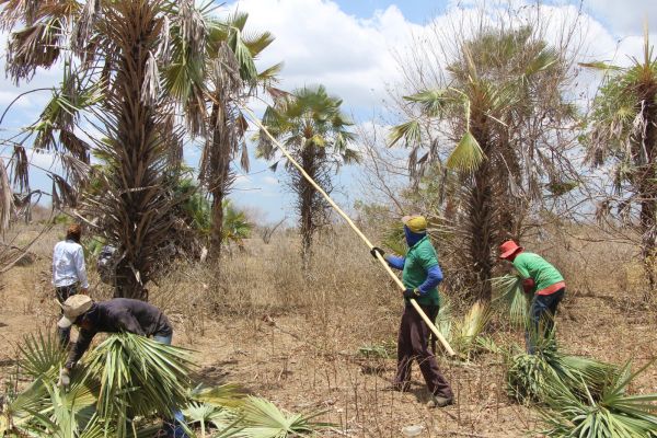 MPT-PI resgata 17 trabalhadores em situação análoga à escravidão em Castelo do Piauí