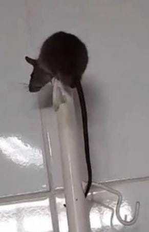 Flagrante: Rato é encontrado dentro de enfermaria do HUT em Teresina