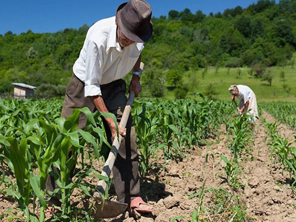 Agricultores Familiares de 48 municípios do Piauí serão beneficiados com o Garantia Safra