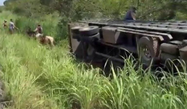 Acidente causa perda de animais em rodovia de Barão do Grajaú–MA