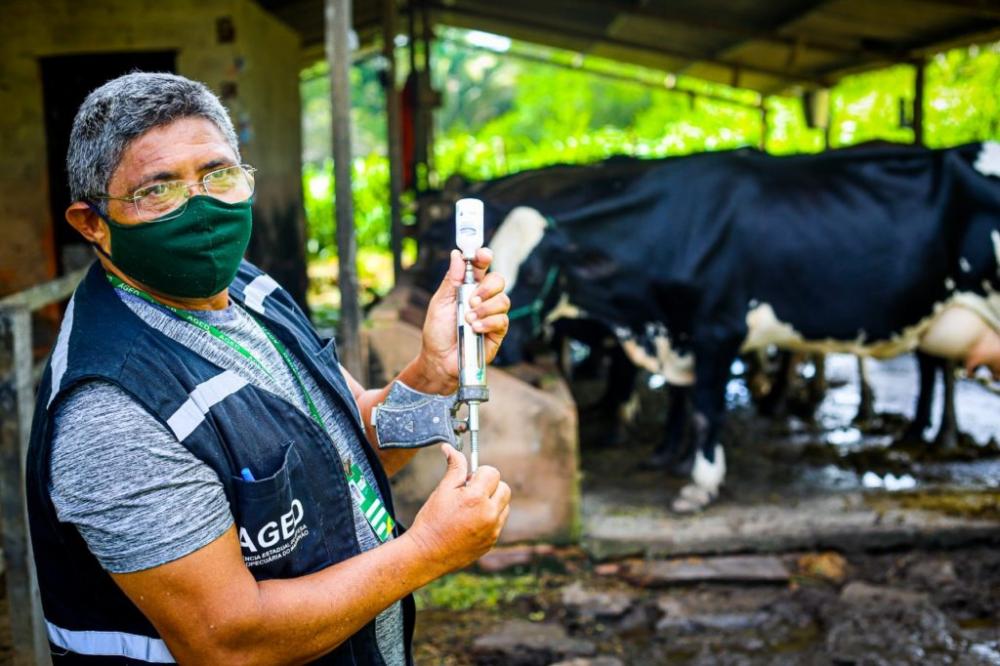 Campanha de Vacinação Contra Febre Aftosa: Aged afirma que não haverá data de prorrogação no estado