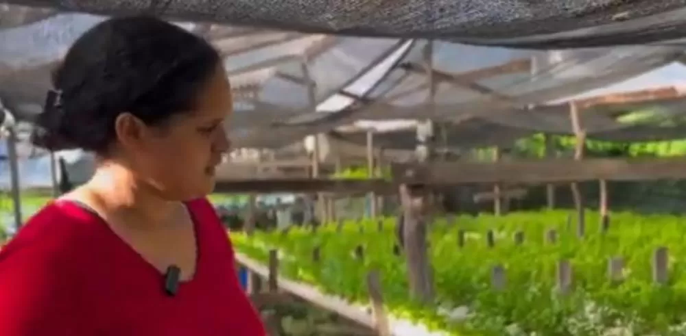 Sucesso no Campo: Agricultores de São João dos Patos se destacam com produção de cheiro verde hidropônico e alface orgânica