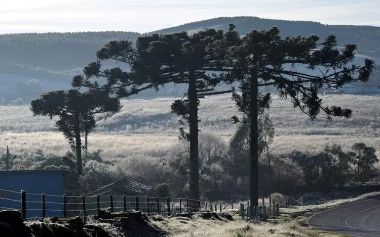 Geada em Lages, Santa Catarina em 2020 (Foto: Prefeitura de Lages)