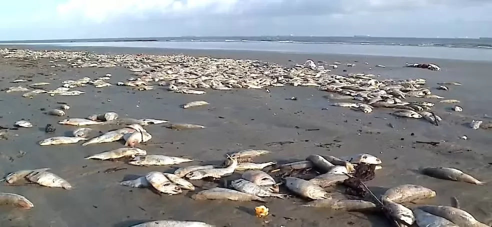 Milhares de sardinhas aparecem mortas na região metropolitana de São Luís, no Maranhão