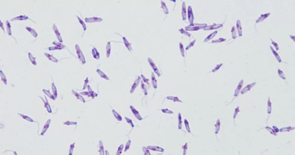 Unicamp identifica variante da leishmaniose resistente ao medicamento mais usado no país