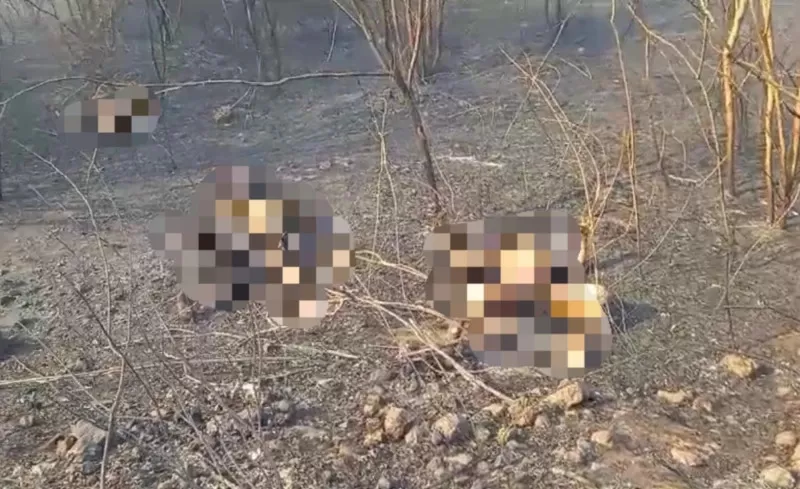 Canto do Buriti-PI: Família morre em incêndio ao tentar resgatar filho com deficiência