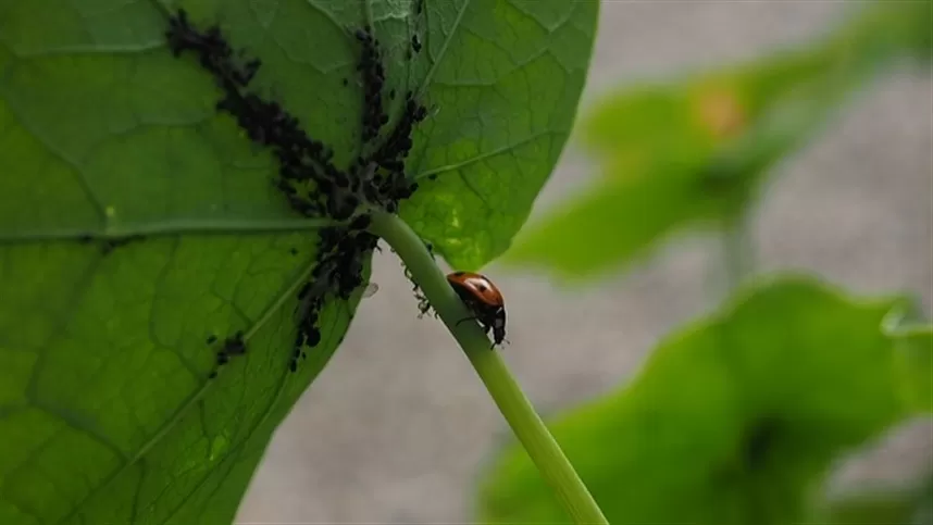 Plantio direto e bioinsumos fortalecem agricultura no Brasil
