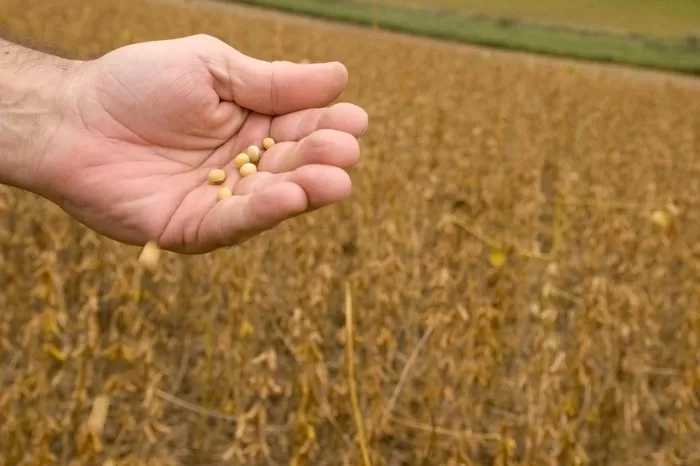 Meias-verdades: o Brasil precisa reduzir a dependência dos fertilizantes importados