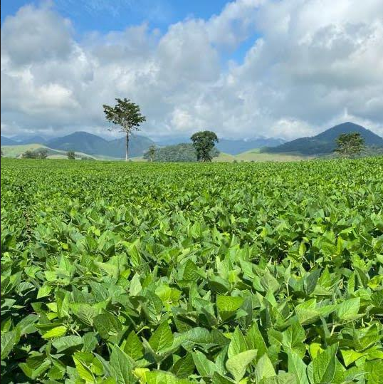Mãos que faltam: Agricultura nordestina sofre com falta de trabalhadores
