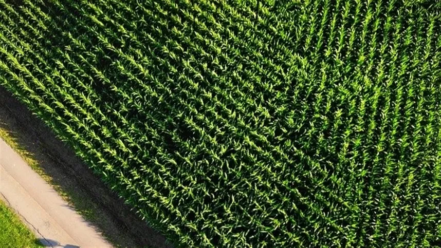 Alta do milho: O que fazer?