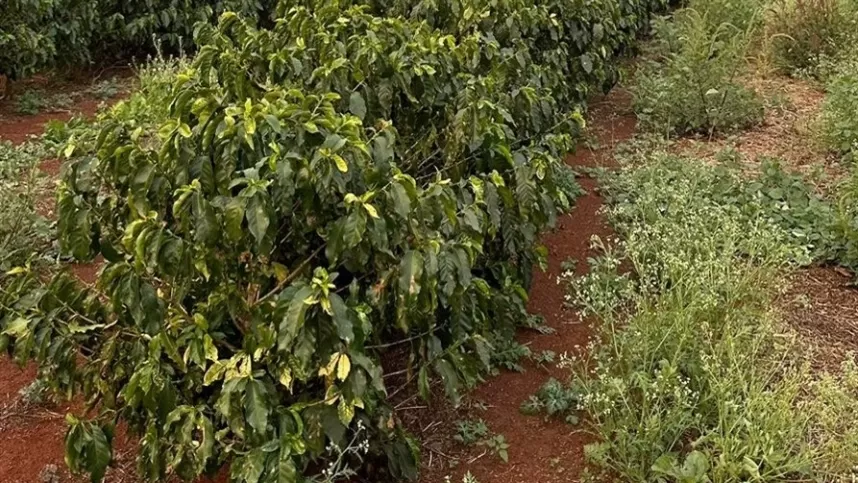 Setor de fertilizantes especiais cresce 28% em 5 anos