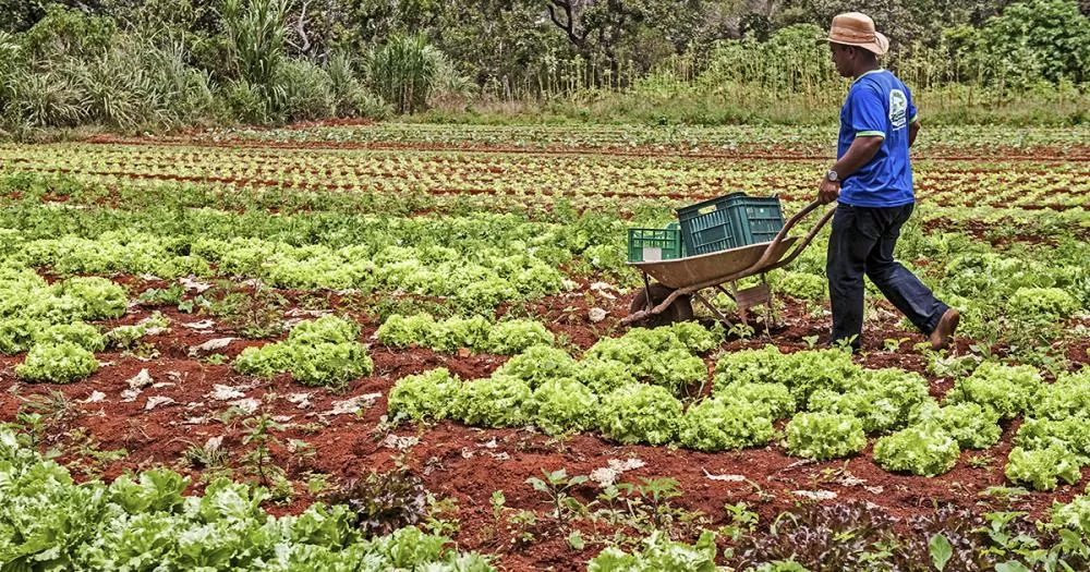 No País, agricultura familiar representa 77% dos produtores e apenas 23% da renda agrícola