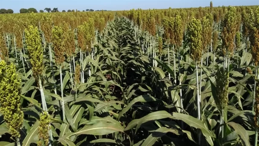 Herbicida agora atua também no sorgo