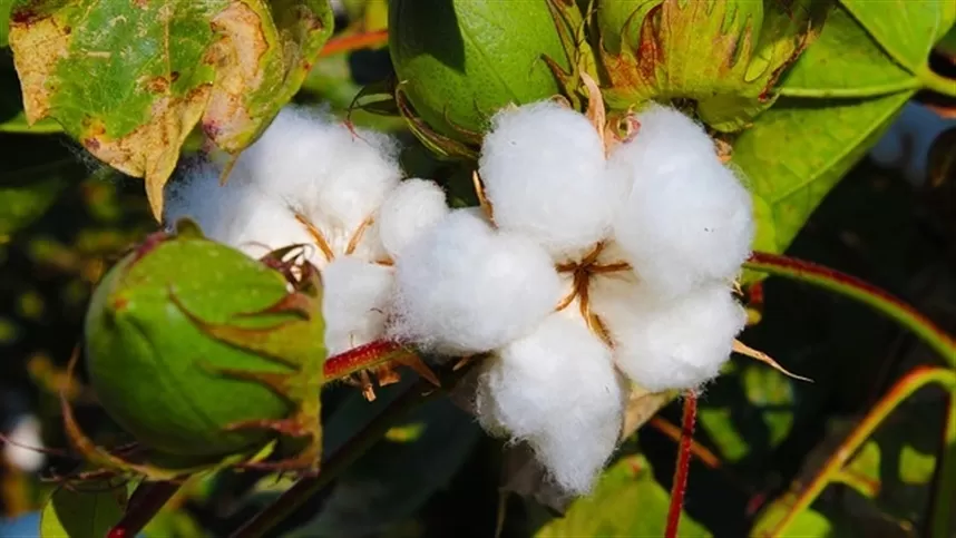 Final de ano impulsiona preços do algodão mercado brasileiro