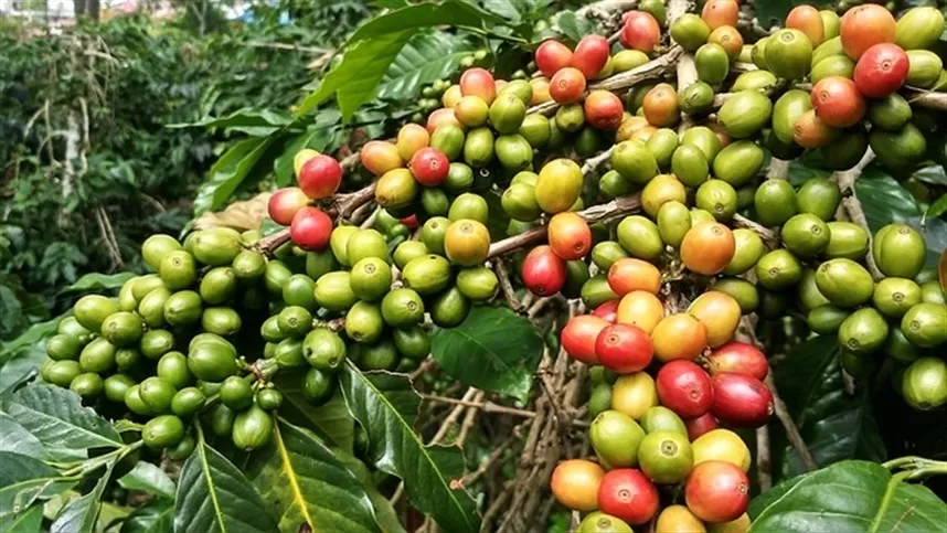 Preços do café atingem recorde histórico no Brasil 