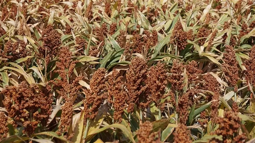 Sorgo granífero ganha destaque no Brasil