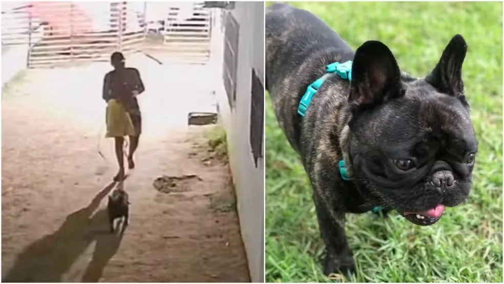 Homem que furtou cão de creche levando animal a morte foi condenado pela Justiça, no Ceará