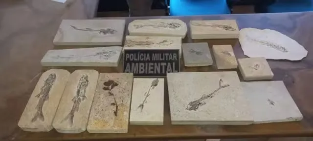 Fósseis encontrados por trabalhadores são recolhidos pela polícia e entregues a museu no Ceará