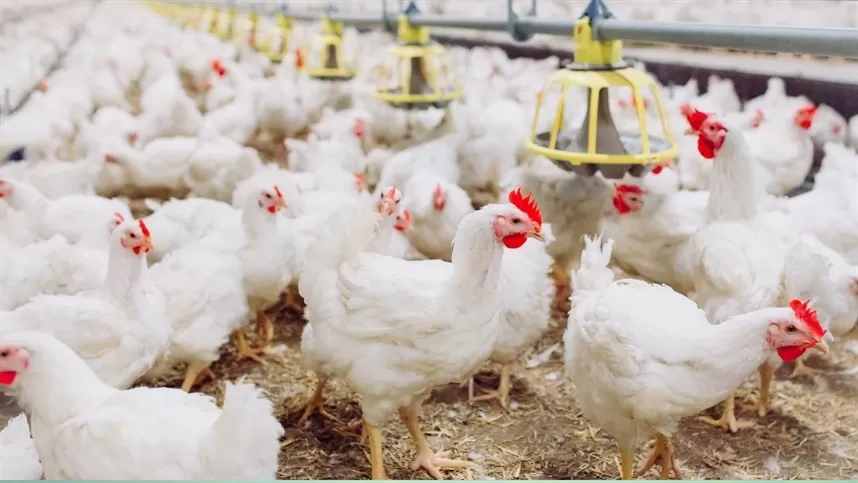 A gripe aviária perto da transmissão entre humanos 