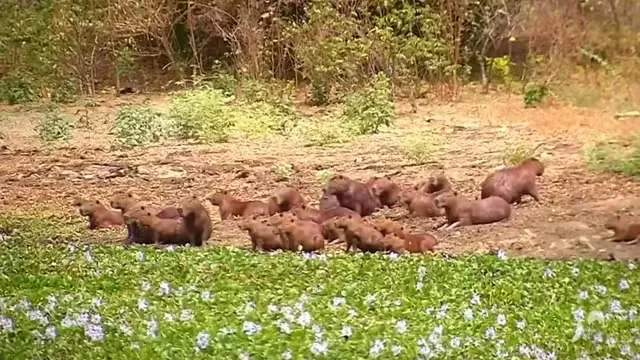 Sem predadores naturais, capivaras se multiplicam, destroem plantações e viram dor de cabeça no Ceará