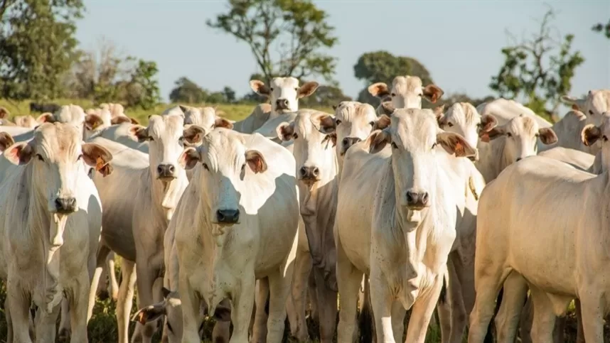 Controle de bernes: Estratégia essencial na pecuária 