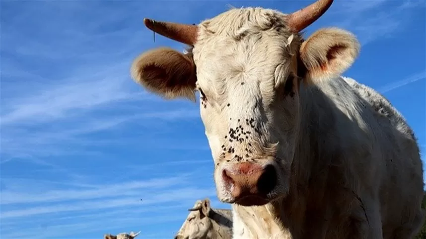 Oferta elevada reduz cotações do boi gordo