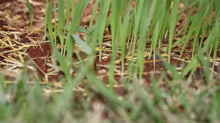 Como preparar o solo para pastagem?