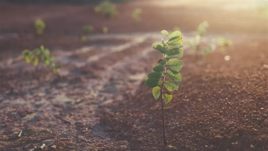 Mercado de bioinsumos cresce 15% na safra 2023/2024