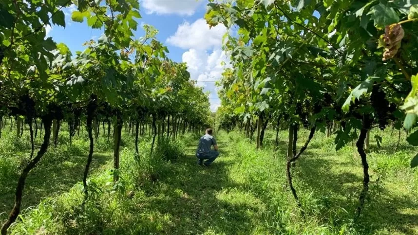 Chilenos descobrem novas variedades de uvas