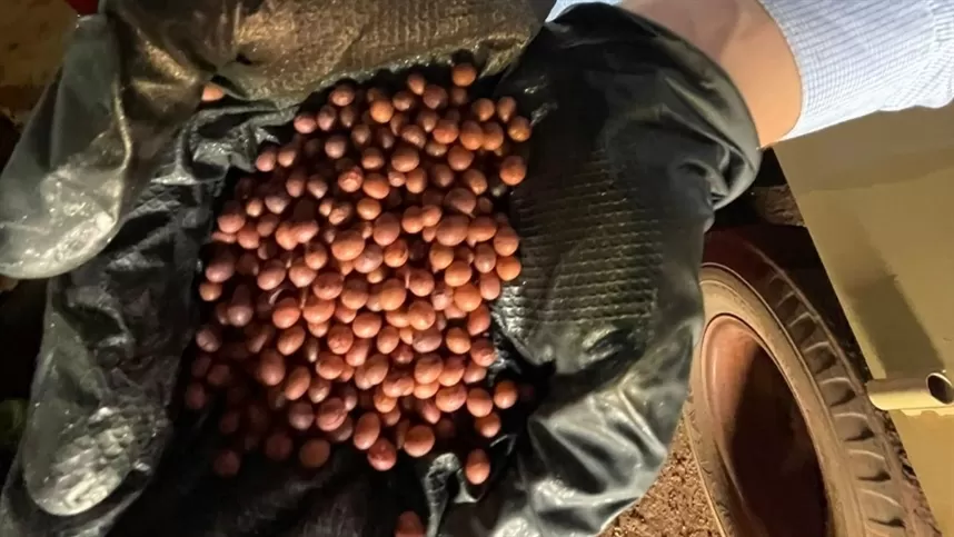 Fungicidas se destacam no tratamento de sementes