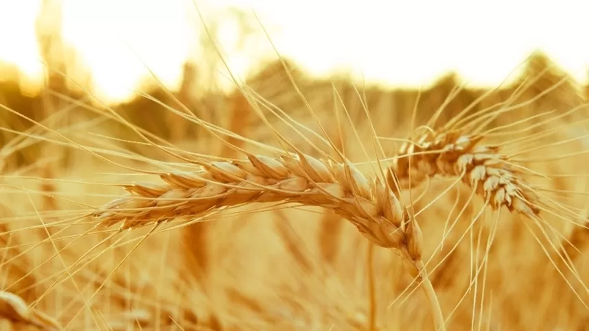 Produção de trigo no Brasil cai para 7,7 milhões de toneladas em 2024, aponta CEEMA