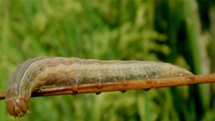 Como proteger o arroz da lagarta-da-panícula