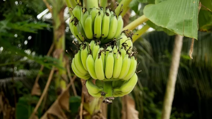 Irrigação impulsiona cultivo da Banana