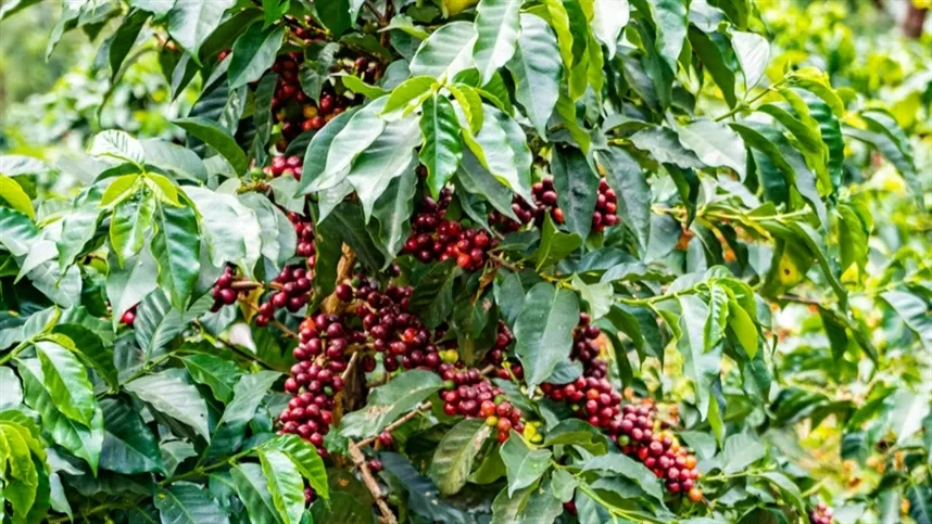 Ferrugem do café é grande problema para o Brasil