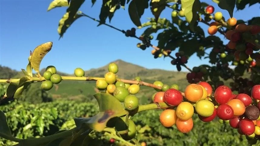 Preços do café batem recordes históricos em 2024