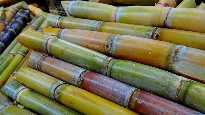 Produção de açúcar e etanol cresce no Norte e Nordeste mesmo em condições climáticas desfavoráveis