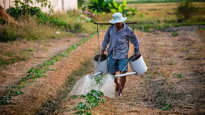 Desemprego no agro: taxa de desocupação no setor cai, mas empregos informais aumentam