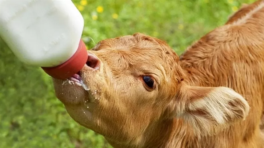 Período entre o pré e pós-parto exige atenção redobrada