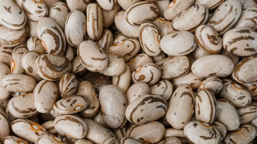 CRA Verde impulsiona a sociobioeconomia