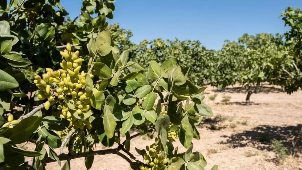 Ceará poderá receber primeira produção brasileira de pistache na Serra da Ibiapaba