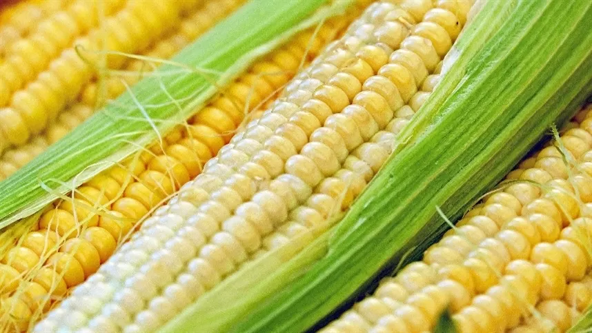 Produção de milho cai 12,3% no Brasil
