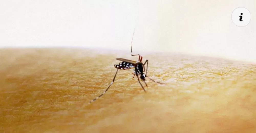 Zika: cientistas descobrem por que vírus causa microcefalia em bebês