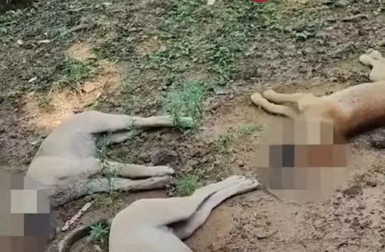 Morador denuncia envenenamento de cães em zona rural de Morro do Chapéu