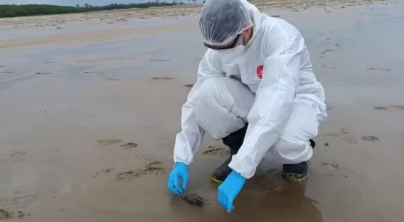 Autoridades investigam a morte de cerca de 100 aves marinhas no Maranhão