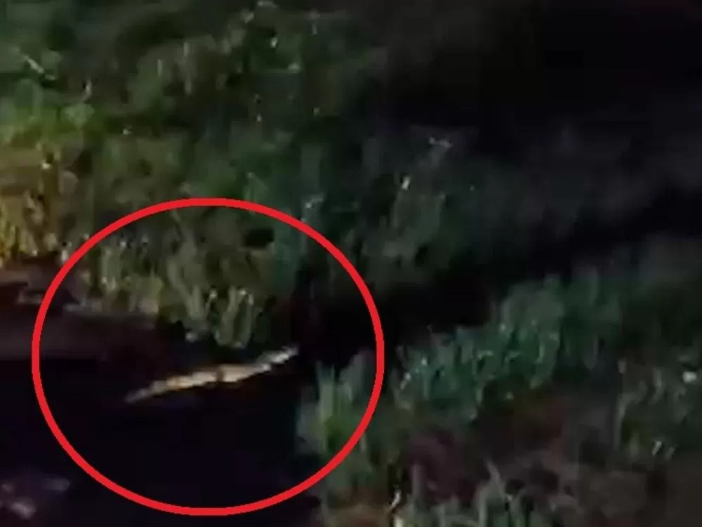 Jacarés são avistados em esgoto no Residencial Alecrim, em Esperantina