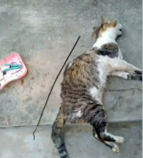 Polícia investiga dois casos de crueldade contra animais em São Mateus-MA