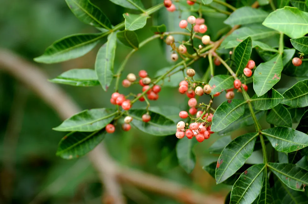 Começa safra da pimenta rosa