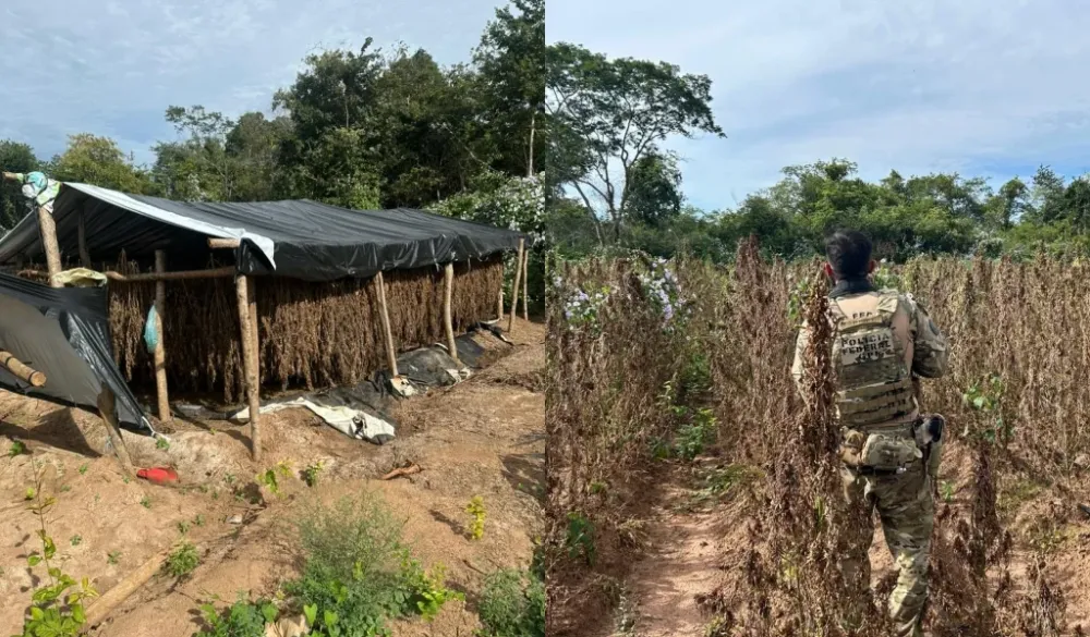 Polícia Federal destrói plantação de maconha em operação na zona rural de Juazeiro do Piauí